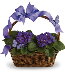 Violets And Butterflies from McIntire Florist in Fulton, Missouri